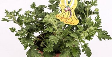 Plantas para eliminar mosquitos