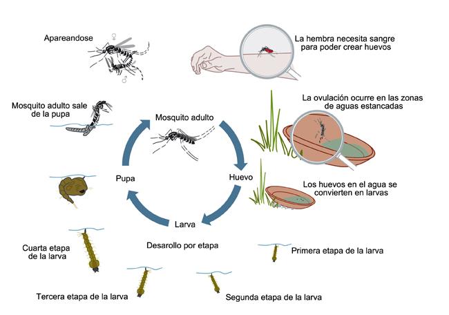 ciclo biológico del mosquito aedes albopictus