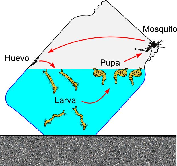 ciclo de vida del mosquito tigre