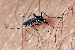 mosquito aedes albopictus